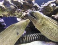 A Pair of Moray Eels on a Reef, Maui, Hawaii