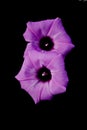 Pair of Morning Glory Flowers on Black Royalty Free Stock Photo