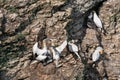 A pair of Morus bassanus, gannets, showing courtship display with young chick Royalty Free Stock Photo