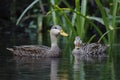 Pair of Mottled Ducks on a Florida river