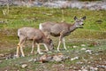 Pair of mountain deer grazing on grasses in the hills