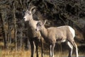 Pair of Mountain Goats outside of Mount Rushmore, SD