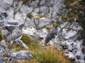 Pair of mountain partridges in the Alps Royalty Free Stock Photo