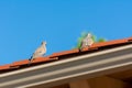 A pair of Mourning Dove on the roof