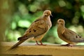 A pair of mourning doves busy in foreplay before mating