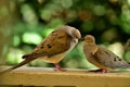 A pair of mourning doves busy in foreplay before mating