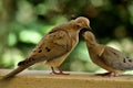 A pair of mourning doves busy in foreplay before mating