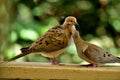 A pair of mourning doves busy in foreplay before mating