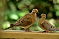 A pair of mourning doves busy in foreplay before mating