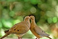 A pair of mourning doves busy in foreplay before mating