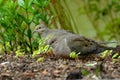 Mourning Doves Royalty Free Stock Photo