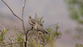 A pair of mourning doves perched on a creosote branch