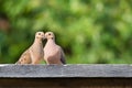 Pair of Mourning doves Zenaida macroura