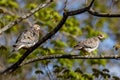 Pair of Mourning doves Zenaida macroura perched on a tree limb during spring. Royalty Free Stock Photo