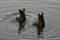 Pair Of Mud-grazing Yellow-billed Ducks anas undulata Royalty Free Stock Photo