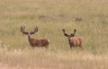 Pair of Mule Deer Bucks in Velvet Royalty Free Stock Photo