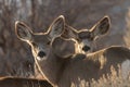 A pair of mule deer looking towards the camera with evening light behind them Royalty Free Stock Photo