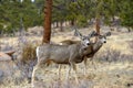 Mule Deers In Forest Royalty Free Stock Photo