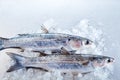 Pair of mullet fish in ice with copy space