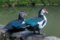 Muscovy ducks are sitting near the pond