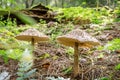 A pair of mushrooms on the forest floor Royalty Free Stock Photo