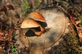 Pair mushrooms on old wooden stump Royalty Free Stock Photo