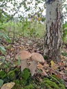 pair mushrooms under the birch Royalty Free Stock Photo