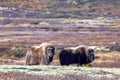 A pair of musk oxen in Scandinaviaâs mountain region in autumn Royalty Free Stock Photo