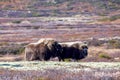 A pair of musk oxen in Scandinaviaâs mountain region in autumn Royalty Free Stock Photo