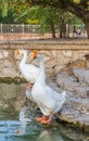 Pair of mute geese in at the pond in the Renmin park in Tianjin