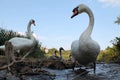 Pair of Mute swan with cygnets