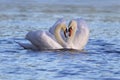 Swan Pair Royalty Free Stock Photo