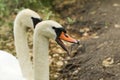 A pair of Mute Swan, Cygnus olor, swimming in the water at the edge of a lake. One of the Swans has its beak open and is hissing. Royalty Free Stock Photo