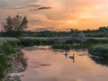 Pair of Mute Swans with Cygnets by a bridge at Sunset Royalty Free Stock Photo