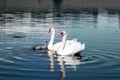 Pair of mute swans