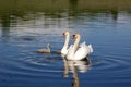 Pair of mute swans