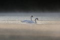 A pair of Mute Swans Cygnus Olor on a misty lake