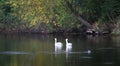 A pair of mute swans Cygnus olor Royalty Free Stock Photo