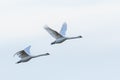 A pair of mute swans in flight , camargue , France Royalty Free Stock Photo