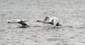 Pair of Mute Swans flying Royalty Free Stock Photo