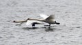 Pair of Mute Swans flying Royalty Free Stock Photo