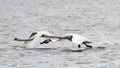 Pair of Mute Swans flying Royalty Free Stock Photo