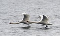 Pair of Mute Swans flying Royalty Free Stock Photo