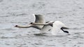 Pair of Mute Swans flying Royalty Free Stock Photo