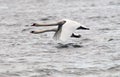 Pair of Mute Swans flying Royalty Free Stock Photo