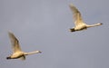 Pair Of Mute Swans Flying In The Sky