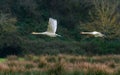 A pair of Mute Swans, Mute Swan, Cygnus olor in a flight over the water