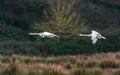 A pair of Mute Swans, Mute Swan, Cygnus olor in a flight over the water