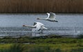 A pair of Mute Swans, Mute Swan, Cygnus olor in a flight over the water