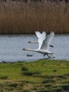 A pair of Mute Swans, Mute Swan, Cygnus olor in a flight over the water